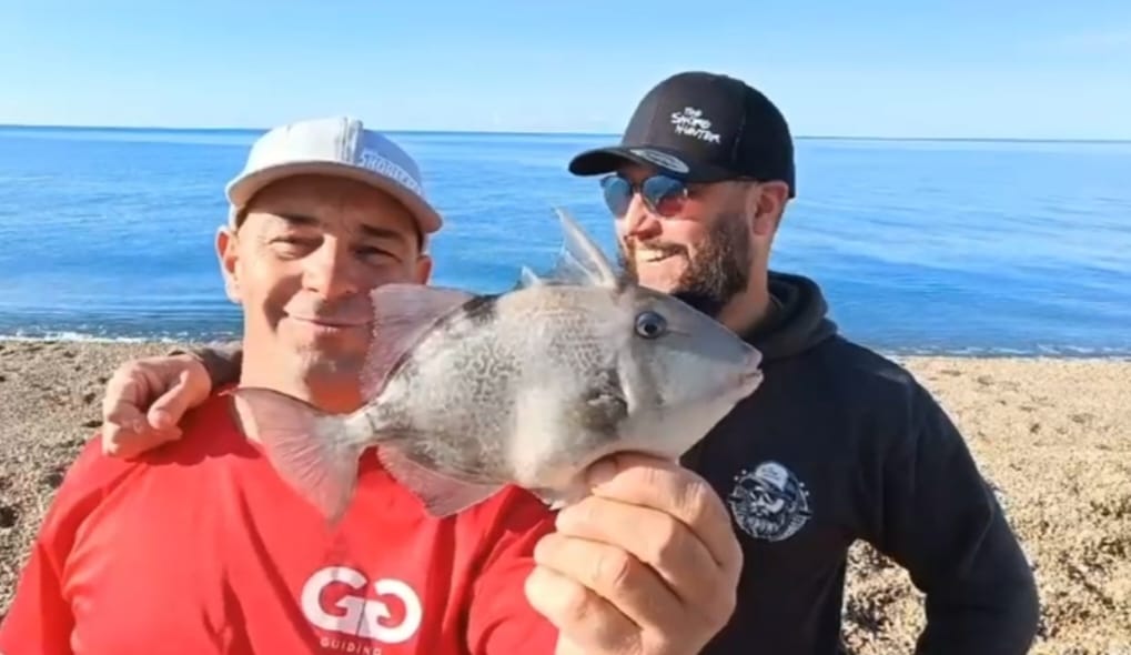 Gareth Griffith & The Shore Hunter Wire Trace Pulley Conger/Tope Rig - 3 pack